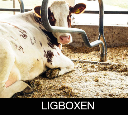 ligbox