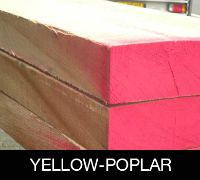 yellow-poplar